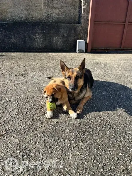 Cachorra Pastor Alemán Perdida en Pontevedra - photo