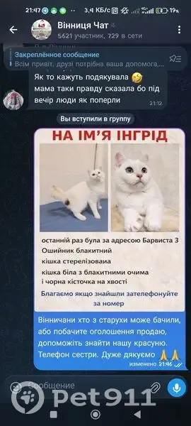 Зникла кішка з голубими очима у Вінниці - photo