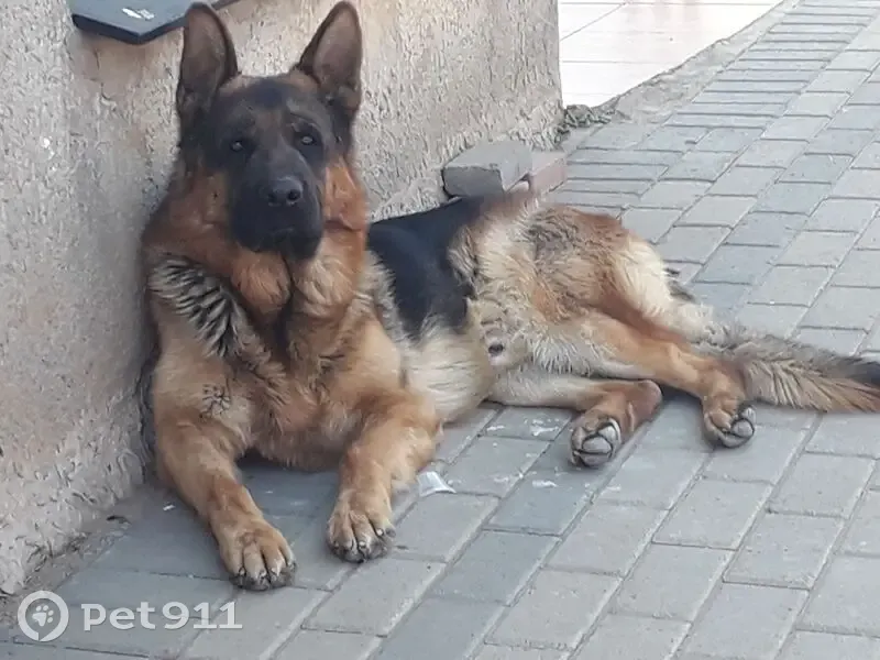 Lost German Shepherd: Bloemfontein - photo