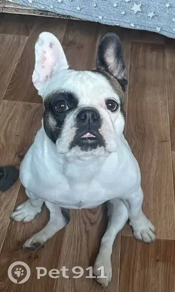 Зникла собака з особливими прикметами в Гореничах - photo