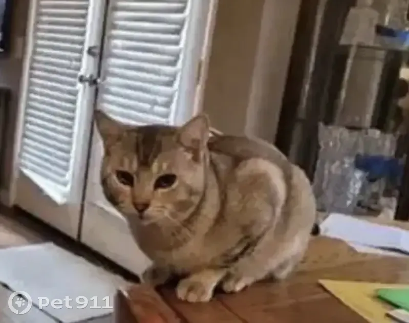 Lost Кошка, Lonetree Boulevard, 6835, Rocklin - photo