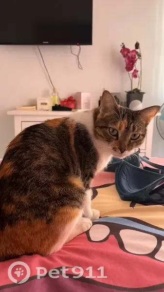 Se busca: Gata tricolor perdida en Alcalá - photo