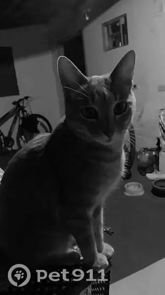 Gato desaparecido - photo