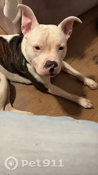 Perro Amstaff Tricolor Encontrado en Valdemoro - photo