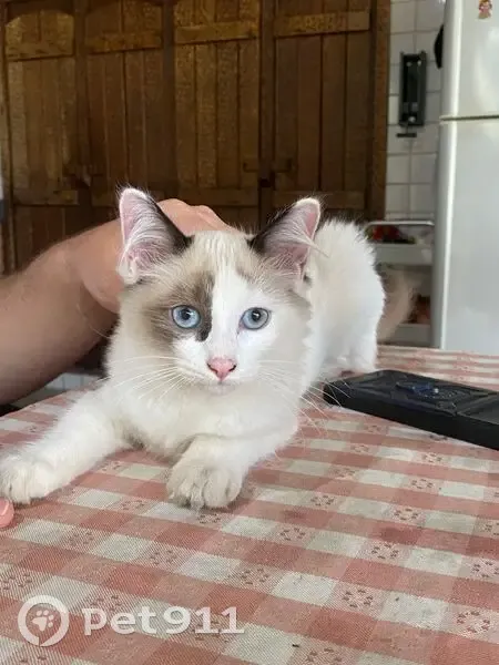 Gato desaparecido - photo