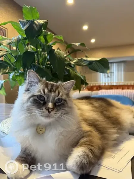 Lost Male Cat, Armanda Street, Windsor - Neutered Ragdoll - photo