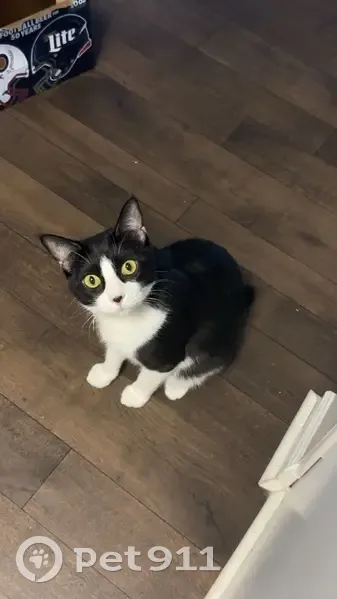 Lost Кошка, Male, White Bluff Road, Savannah - black and white tuxedo cat - photo