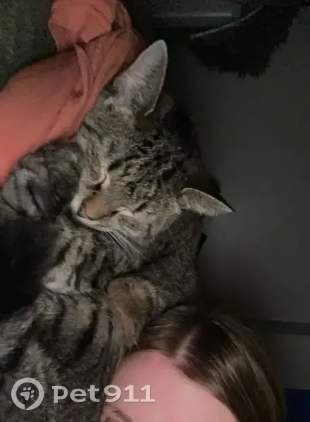 Lost кошка, West Stoney Brook Road, 5900, Rogers, Arlington - female grey tabby - photo