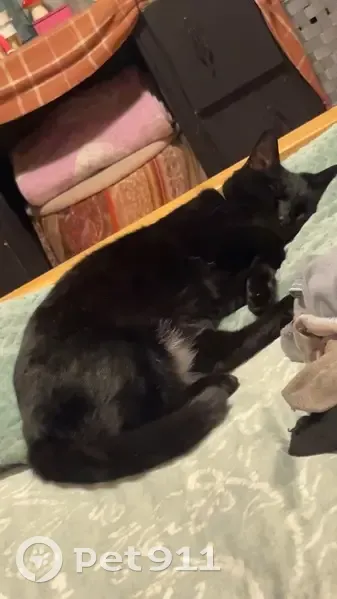 Lost Кошка, Female, High Street, 107, Walton - black with white patches - photo