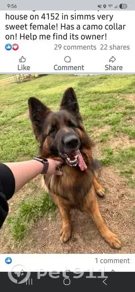 Lost Собака Female, Farm-to-Market Road 561, 1722, Siloam - Black and red long hair German Shepard - photo