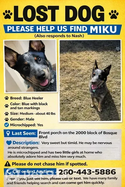 Lost Собака, Male, Bosque Boulevard, 2242, Waco - blue color, timid - photo