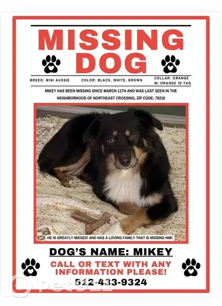 Lost Собака, Gibbs Sprawl Road, 6871, San Antonio - Mikey is a shy dog - photo