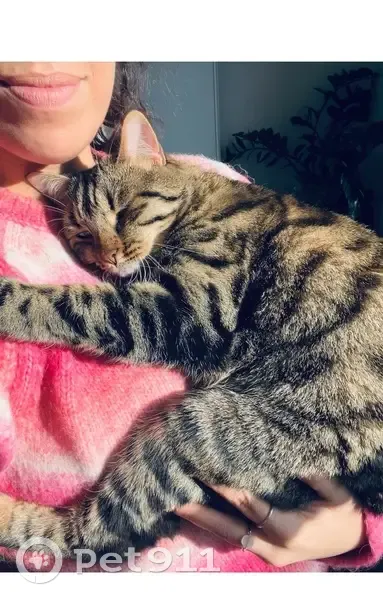 Perdu chat mâle, Rue Charles Péguy, 25, Saint-Barthélemy-d'Anjou, Trélazé - très sociable et miaule beaucoup - photo
