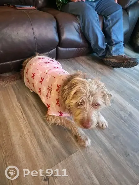 Lost Dog, Female, Butte, Montana - Friendly, brown pup with white chest - photo