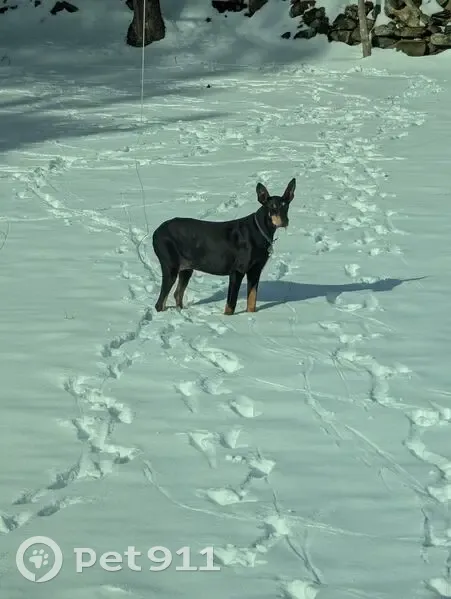 Lost Собака, Female, Vermont Route 114 South, 3363, Norton - Black and tan doberman pinscher - photo