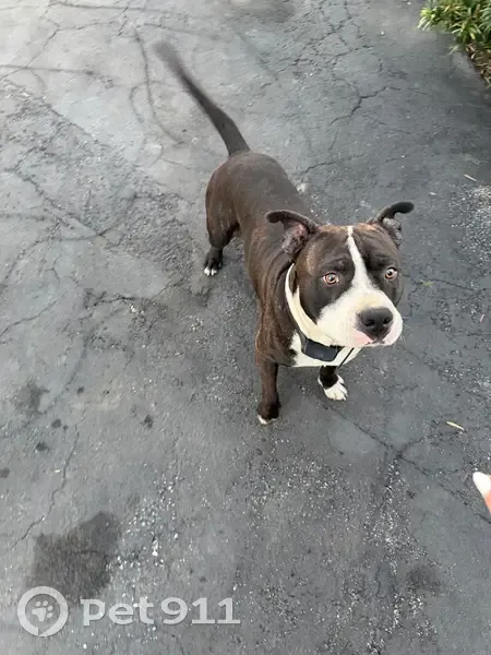 Lost Собака, West Flagler Street, 32, Miami - Male Pit bull - photo