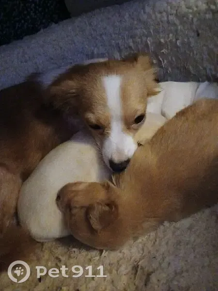 Lost Собака Female, Columbia, Missouri - reddish Brown with white neck - photo