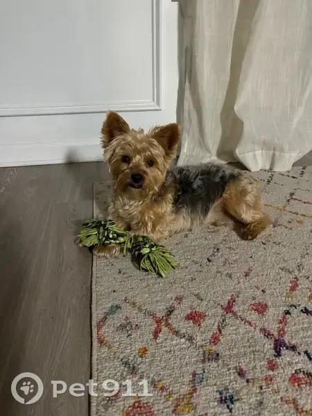 Lost Собака, Male, Gonzaga Circle, 537, Hampton - Yorkie with tan and dark gray/black fur - photo