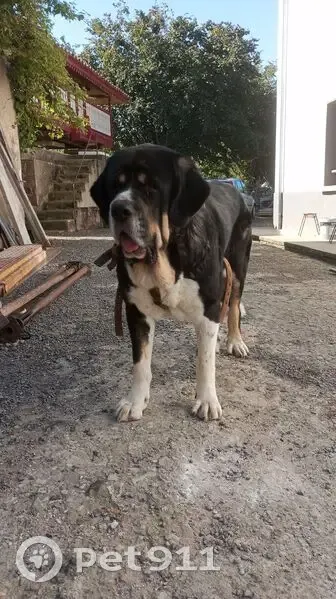 Perra Mastín Perdida en Gijón: Negra y Blanca - photo