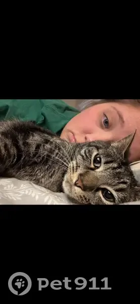 Lost Кошка, Southwest Berkeley Lane, Beaverton - табби с ярко-зелеными глазами - photo