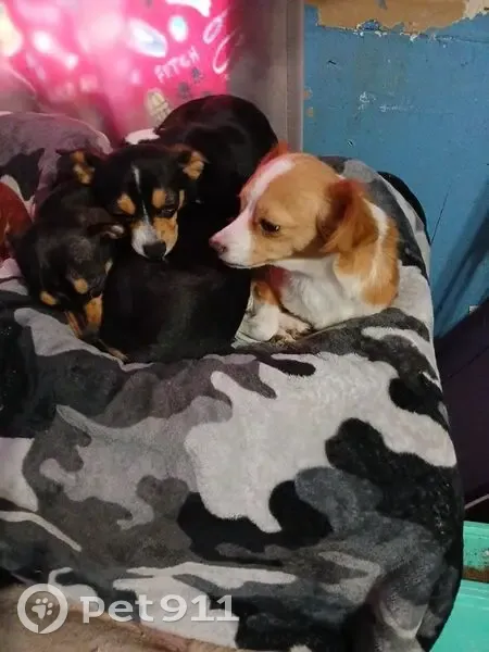 Lost Собака, Columbia, Missouri - reddishbrown with white neck - photo