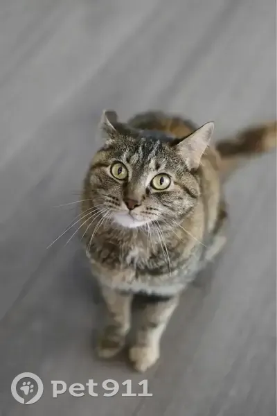 Lost Female Cat, Winstead Court, Sunnyvale - brown tabby with yellow-green eyes - photo