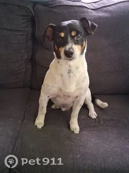Lost Собака, Gladeview, Miami - black and white Jack Russell - photo