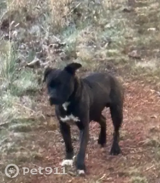 Found Собака, Male, Snuggs Road, Porter - Pit mix, brownish red - photo