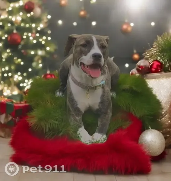 Lost Собака Female, North Lofgren Road, 1908, Rolling Prairie - brindle, skiddish - photo