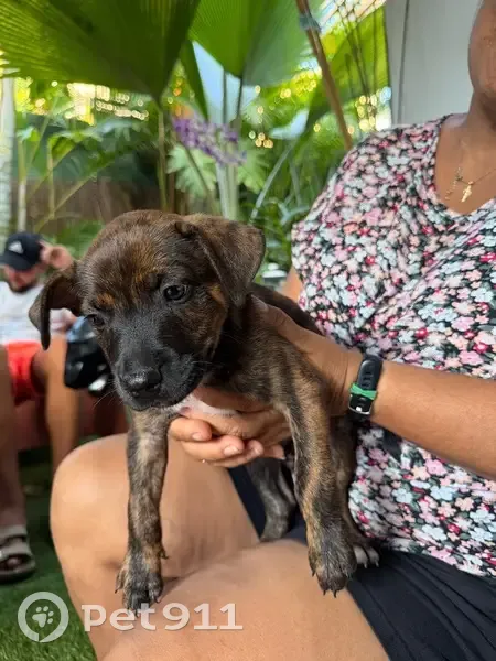Chien trouvé Garçon (ff586324) - photo