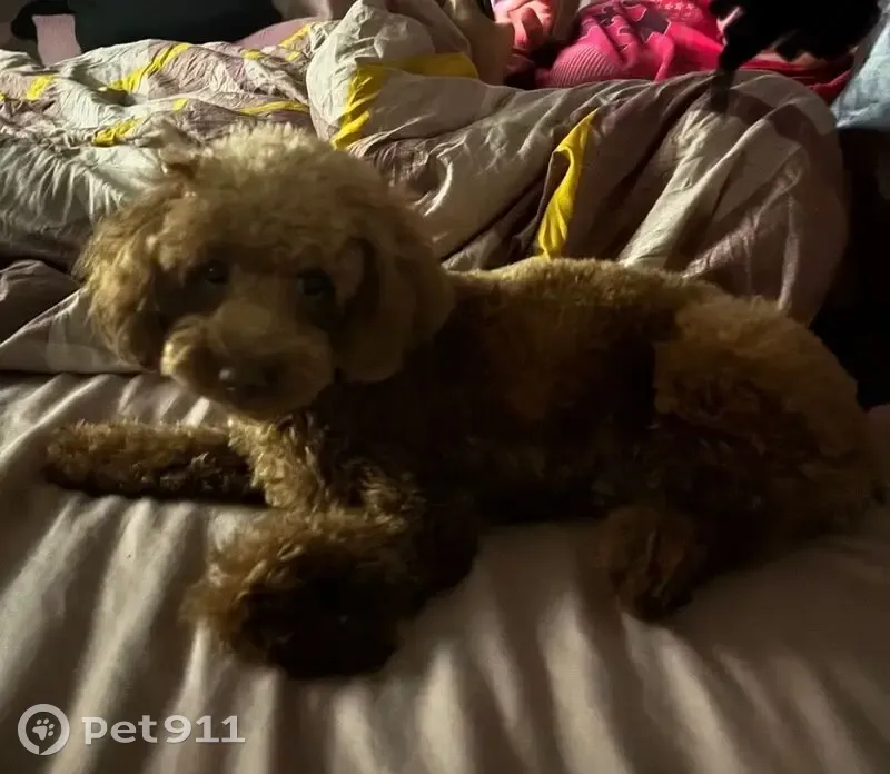 Lost Dog, Female, Enright Avenue, 4428, St. Louis - Super spoiled and clingy - photo