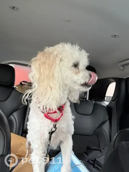 Lost Собака Female, Flint Street, 83, Salem - White hair - photo