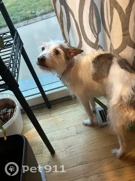 Lost Собака, Female, West 163rd Street, Olathe - photo