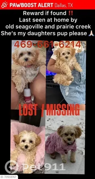 Lost Собака, Female, South Nachita Drive, 122, Dallas - short tail and fluffy - photo