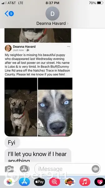 Lost Собака, Male, Canton, Mississippi - Tan/white with white eyes - photo