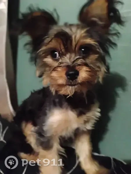 Lost Собака, Male, Strickland Street, 1015, Dallas - Black with brown - photo