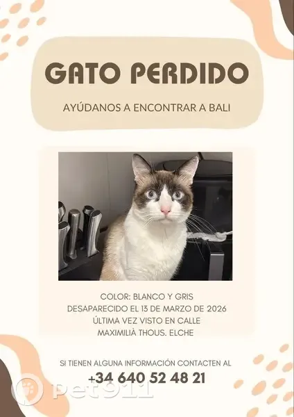 ¡Gato Perdido en Elx! Blanco, Gris y Marrón - photo