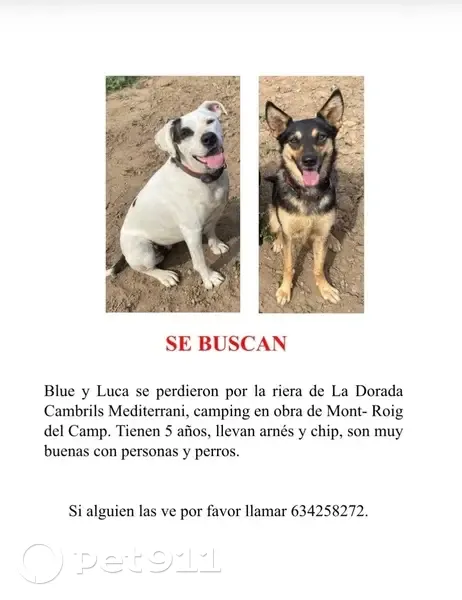 Perros Perdidos en Cambrils: ¡Ayúdanos a Encontrarlos! - photo