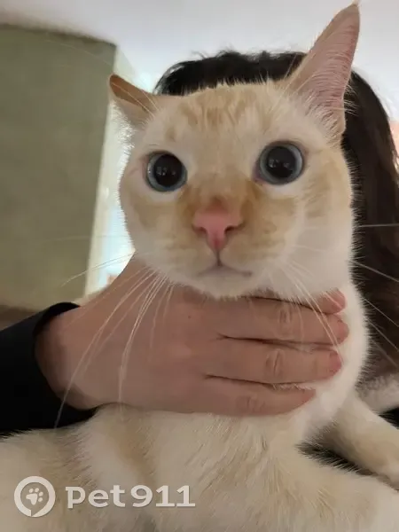 Gato Cariñoso Buscando Hogar en Torrevieja - photo