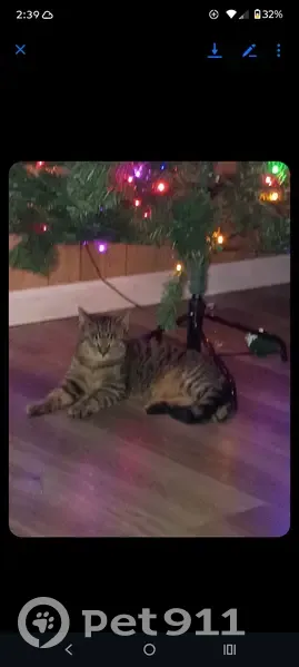 Lost Кошка, Male, Mason Street, 214, Milton - photo