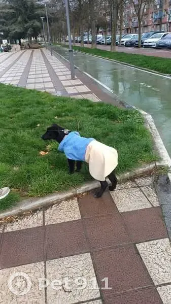 Perro Perdido: Bruno, Negro con Mancha Blanca - photo