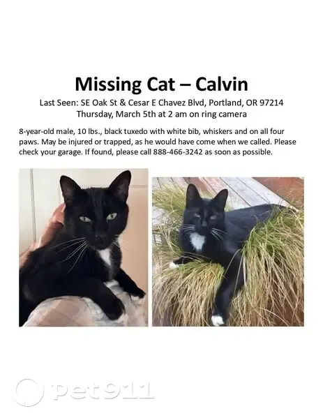 Lost Кошка, Male, César E. Chávez Boulevard, 400, Portland - black with white bib - photo