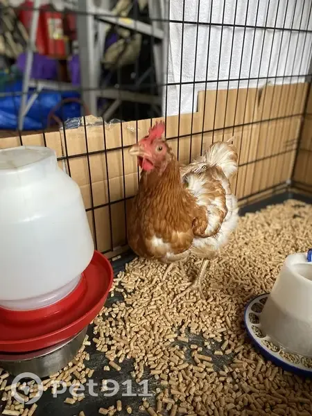 Found Bird, Female, Southwest Leiser Lane, 7975, Tigard - Possible Novegen chicken - photo