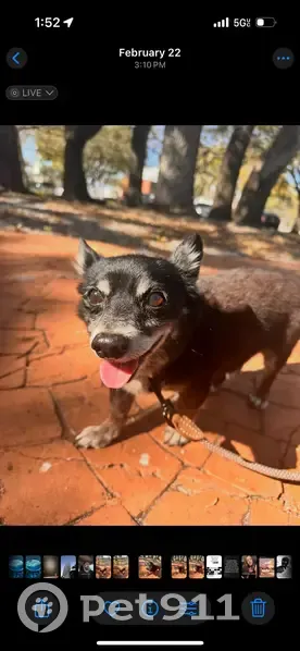 Lost Собака Male, Northwest 7th Avenue, 10702, Miami - small black corgi/chihuahua mix - photo