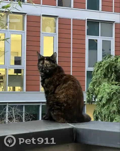 Perdu chat femelle, Rue du Docteur Roux, 36, Paris - couleur écaille de tortue - photo