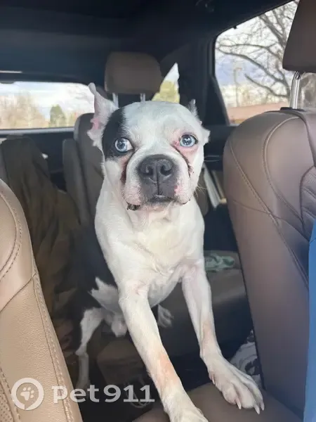 Found Собака, Male, Iris Street, 2202, Lakewood, Aurora - blue eyes, black and white - photo