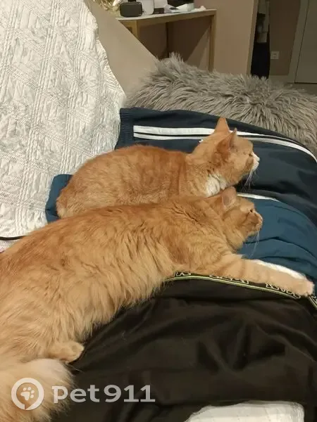 Зникла кішка: Рижий пухнастик у Києві - photo