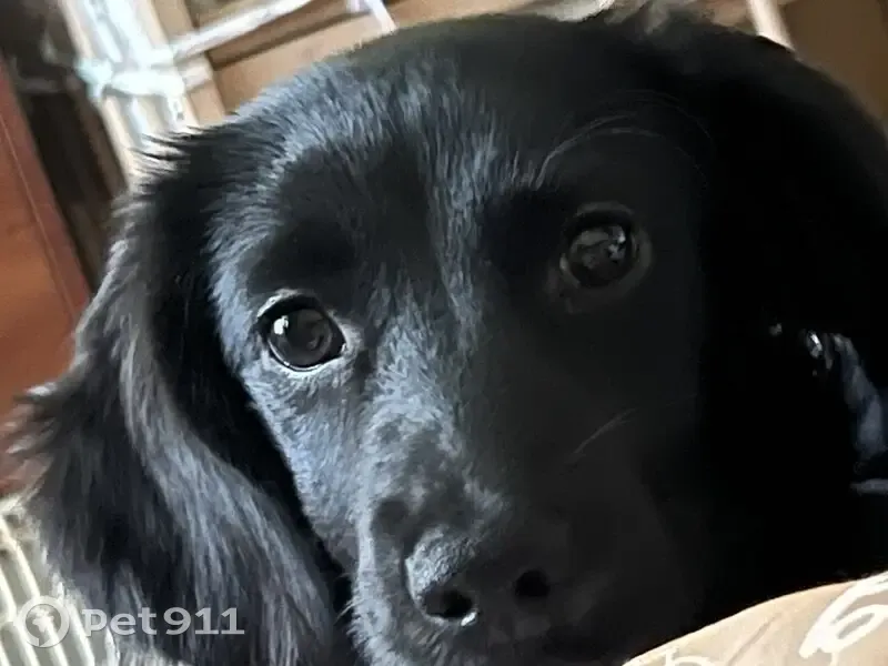 Допоможіть знайти зниклу собаку Джесі! - photo