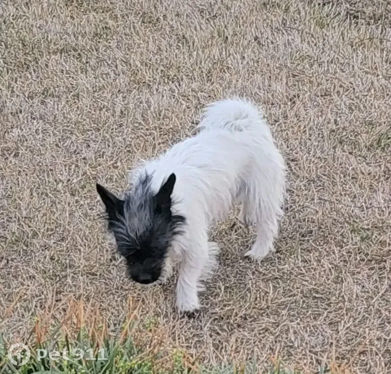 Found Собака, Male, Southwest 83rd Street, 2621, Oklahoma City - no collar, very friendly - photo
