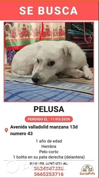 Perro Blanco Perdido en Ciudad López Mateos - photo